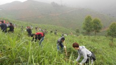 美丽广西  携手育林——瑞康临床医学院学生参加育树绿化活动