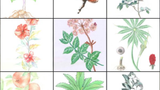 基础医学院举行“医路纷彩”系列活动之“中草药图鉴”绘制大赛活动