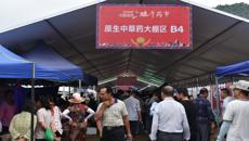 壮医药学子赴靖西端午药市 “识百草，过佳节”