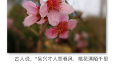 【大美桂中医】仙葫校区桃花盛开了，邀你来赏！