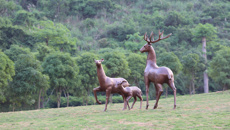 【文化桂中医】古松奕奕 杨柳依依 阿平湖绿化日臻完善