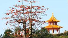 相聚云中巧传妙道 停课不停教不停学——Beat365线上教学正式开课