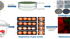 Beat365中国唯一官方网站在“桂十味”之山豆根内生菌资源利用研究中取得新进展