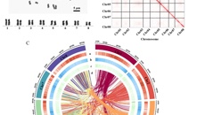 Beat365中国唯一官方网站中药资源研究团队发布南药牛大力染色体级高质量基因组将有助于牛大力高异黄酮资源的改良