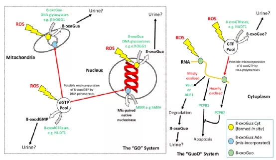 斑马鱼小儿肿瘤模型